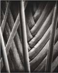 Palm Pattern by Jeff Zaruba
