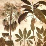 Palm Persuasion II by Chris Donovan