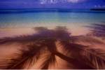 Palm Shadow Paradise by Jim Zuckerman