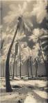 Palm Shadows I by Susan Friedman