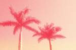 Palm Trees in Pink by Graffi*tee Studios