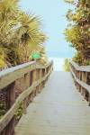 Palm Walkway II by Susan Bryant