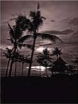 Palms At Night I by Tang Ling