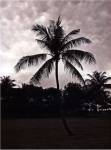 Palms At Night II by Tang Ling