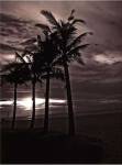Palms At Night III by Tang Ling