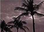 Palms At Night IV by Tang Ling