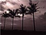 Palms At Night VI by Tang Ling