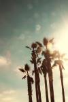 Palms in the Sun by Emily Navas