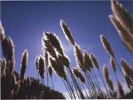 Pampas Grass, Provence by David Gray