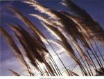 Pampas In The Wind by David Gray