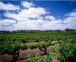 Panoramic view of vineyards, Barossa Valley, South Australia, Australia