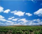 Panoramic view of vineyards, Barossa Valley, South Australia, Australia