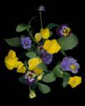 Pansies 1 by Susan Barmon
