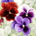 Pansies I by Jenny Thomlinson