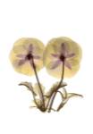 Pansy by Albert Koetsier