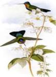 Panterpe Insignis/Hummingbirds by John Gould