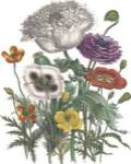 Papaver Horridum by Jane W. Loudon