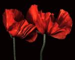 Papaver Orientale I by Derek Harris