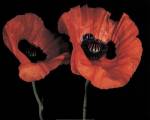 Papaver Orientale II by Derek Harris