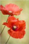 Papaver Passion by Mandy Disher