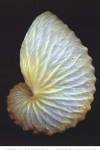 Paper Nautilus by Harold Feinstein