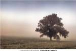 Paradise Haze by Todd McPhetridge