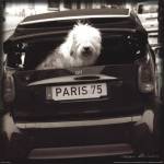 Paris Dog I by Marc Olivier