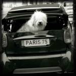 Paris Dog I by Marc Olivier