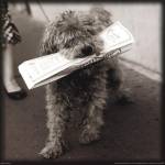 Paris Dog II by Marc Olivier
