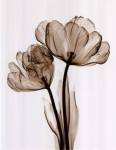Parrot Tulips II (Sm) by Steven N. Meyers