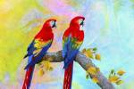 Parrots 87A by Ata Alishahi
