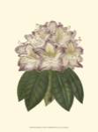Pastel Blooms I