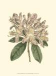 Pastel Blooms IV