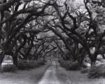 Path In The Oaks #2, Louisiana by Monte Nagler