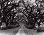 Path In The Oaks #2, Louisiana by Monte Nagler