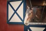 Patriotic Pony I by Elizabeth Urquhart