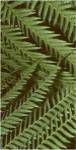 Patterned Nature II by Vision Studios