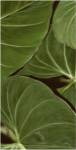 Patterned Nature III by Vision Studios