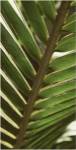 Patterned Nature IV by Vision Studios