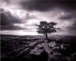 Pavement & Tree I by Martin Henson