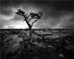 Pavement & Tree II by Martin Henson