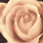 Peach Rose by Mindy Sommers