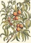 Peach Tree Branch by Duhamel De Monceau
