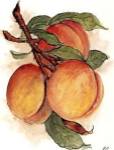 Peaches by Peggy Abrams