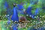 Peacock 2 by Ata Alishahi
