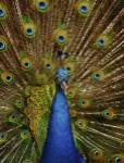 Peacock by Paul Sawyer