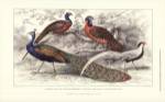 Peacock & Pheasants by J. Stewart