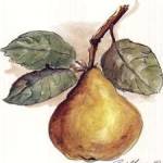Pear by Peggy Abrams