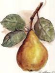 Pear by Peggy Abrams