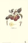 Pear/Bellifsime d'Ete by Francois Langlois